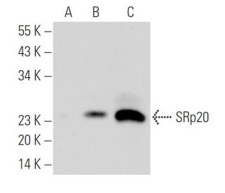 SRp20 Antibody (7B4) - Western Blotting - Image 19962 