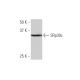 SRp30c Antibody (1G7) - Western Blotting - Image 347594 