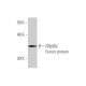 SRp30c Antibody (1G7) - Western Blotting - Image 348972