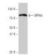 SRP68 Antibody (4-YD13) - Western Blotting - Image 65062 