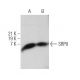 SRP9 Antibody (G-9) - Western Blotting - Image 367699