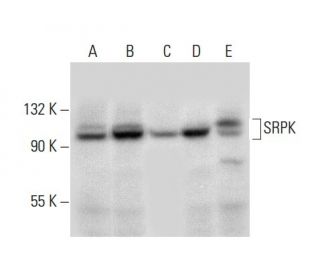 SRPK Antibody (D-7) - Western Blotting - Image 304529 