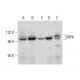 SRPK Antibody (D-7) - Western Blotting - Image 304529 