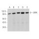 SRPK Antibody (D-7) - Western Blotting - Image 362320