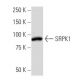 SRPK1 Antibody (EE-13) - Western Blotting - Image 33816 