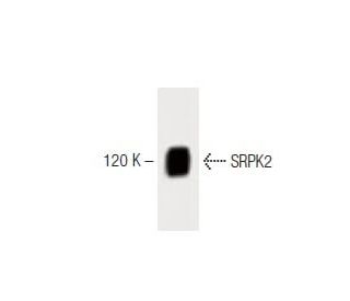SRPK2 Antibody (23) - Western Blotting - Image 60446 