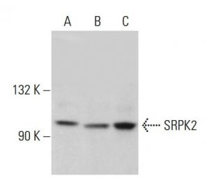 SRPK2 Antibody (A-5) - Western Blotting - Image 380837 