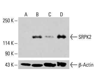 SRPK2 Antibody (A-5) - Western Blotting - Image 415185 