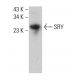 SRY Antibody (D-11) - Western Blotting - Image 382293