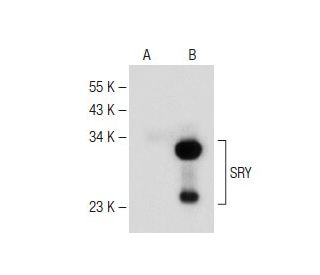 SRY Antibody (H-1) - Western Blotting - Image 149465