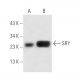 SRY Antibody (SRY-15) - Western Blotting - Image 15789