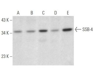 SSB-4 Antibody (C-7) - Western Blotting - Image 369013 