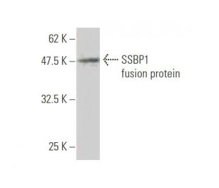 SSBP1 Antibody (4C1) - Western Blotting - Image 348855