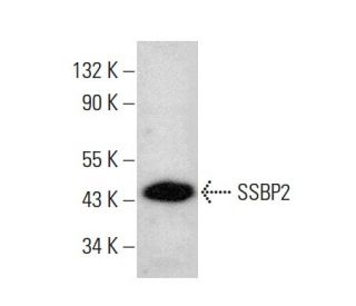 SSBP2 Antibody (D-3) - Western Blotting - Image 384344