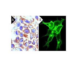 SSEA-1 Antibody (480) - Immunohistochemistry Immunofluorescence - Image 8000 