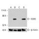 Anticorpo SSH3 (B-7): sc-390058. Analisi mediante Western blot dell'espressione di SSH3 in lisati cellulari K-562 non trattati (A), K-562 trattati chimicamente (B), HCT-116 non trattati (C) e HCT-116 trattati chimicamente (D). Reagente di rilevamento utilizzato: m-IgG1 BP-HRP: sc-525408. β-Actina (C4): sc-47778 utilizzato come controllo di caricamento. Reagente di rilevamento utilizzato: m-IgG Fc BP-HRP: sc-525409.  SSH3 Antibody (B-7) - Western Blotting - Image 414998