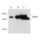 SSRP1 Antibody (10D7) - Western Blotting - Image 63103