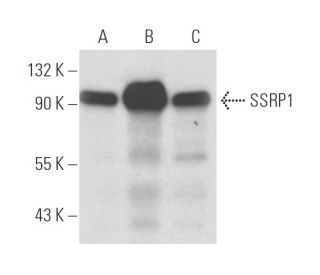 SSRP1 Antibody (D-7) - Western Blotting - Image 18294 