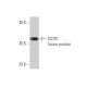 SSTR1 Antibody (1F7) - Western Blotting - Image 348856