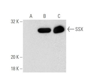 SSX Antibody (C-7) - Western Blotting - Image 137040 