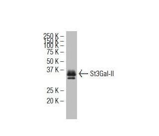 St3Gal-II Antibody (34-K) - Western Blotting - Image 34228 