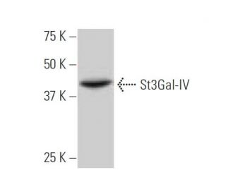 St3Gal-IV Antibody (1F4) - Western Blotting - Image 347576