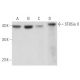 ST8Sia II Antibody (B-12) - Western Blotting - Image 366305