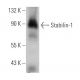 Stabilin-1 Antibody (4G9) - Western Blotting - Image 368184