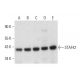 STAF42 Antibody (B-11) - Western Blotting - Image 308408 