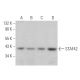 STAF42 Antibody (B-11) - Western Blotting - Image 372811