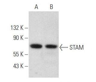 STAM Antibody (D-3) - Western Blotting - Image 358015 