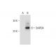StARD4 Antibody (F-7) - Western Blotting - Image 289473