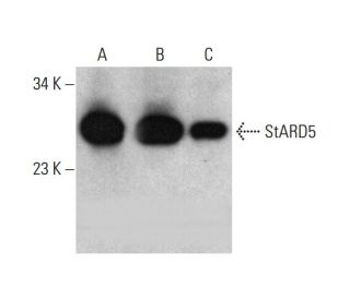 StARD5 Antibody (H-4) - Western Blotting - Image 384496 
