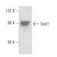 Stat1 Antibody (6D776) - Western Blotting - Image 17396