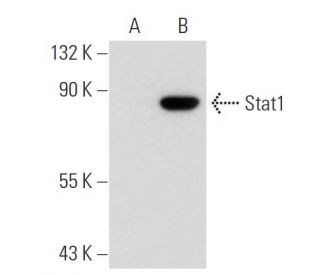 Stat1 Antibody (6D776) - Western Blotting - Image 43571 