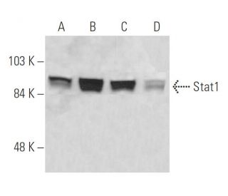 Stat1 Antibody (ATO-4E9) - Western Blotting - Image 19256 