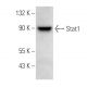 Stat1 Antibody (ATO-4E9) - Western Blotting - Image 379247