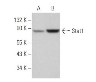 Stat1 Antibody (B-9) - Western Blotting - Image 380840 