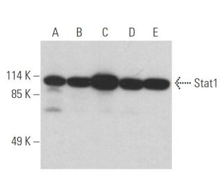 Stat1 Antibody (C-111) - Western Blotting - Image 394982 