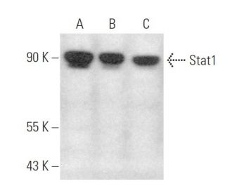 Stat1 Antibody (C-136) - Western Blotting - Image 349981 