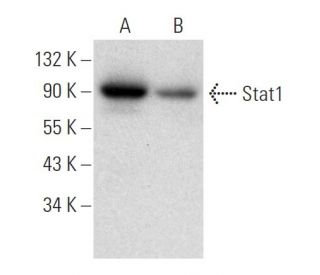 Stat1 Antibody (H-1) - Western Blotting - Image 305719 