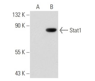 Stat1 Antibody (SM2) - Western Blotting - Image 43573 