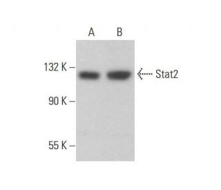 Stat2 Antibody (A-7) - Western Blotting - Image 353253 