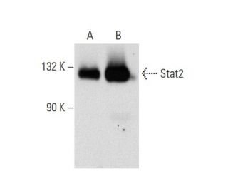 Stat2 Antibody (A-9) - Western Blotting - Image 72962 