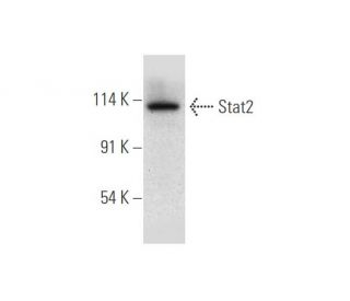 Stat2 Antibody (B-3) - Western Blotting - Image 316297 