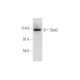 Stat2 Antibody (B-3) - Western Blotting - Image 316297 