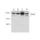 Stat2 Antibody (B-3) - Western Blotting - Image 318031 