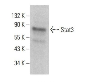 Stat3 Antibody (285.87) - Western Blotting - Image 379673 