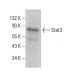 Stat3 Antibody (285.87) - Western Blotting - Image 379673 
