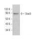 Stat3 Antibody (285.87) - Western Blotting - Image 379676